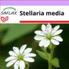 SAFLAX - čakan - Stellaria media - 1000 Semená Náhľad obrázku produktu 4