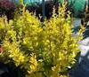 Berberis thunb. 'Maria'® - Berberis Thunbergii Maria 25- 30 Náhľad obrázku produktu 3