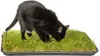 Katzengras Katzenwiese Hundewiese echter Rasen ca 60x40 cm Produktbild-Vorschau 5