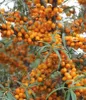 Olivello spinoso Moskwiczka 2L Anteprima dell’immagine prodotto 1