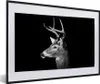 MuchoWow® MuchoWow® Gerahmtes Poster Tierprofil Hirsche in Produktbild-Vorschau 1