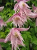 Clematis Markham’s Pink 1L Náhled obrázku produktu 5