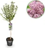 GreenboutiQ - Stamm-Pflanze - Syringa meyeri Palibin - Produktbild-Vorschau 1