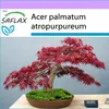 SAFLAX - Červený vejár javor - Acer palmatum atropurpureum Náhľad obrázku produktu 6
