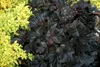 Stauden Gänge 3 x Heuchera Hybride 'Obsidian' im 1 Liter Produktbild-Vorschau 2