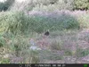 Outdoor Wildlife Hunting Trail und Wildkamera OXE Gepard Produktbild-Vorschau 24