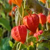 Bloomique - Zestaw 3 szt. - Physalis Alkekengi Franchetii - Podgląd zdjęcia produktu 4