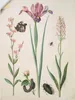 ARTland Wandbild, selbstklebend Admiral, Rose Iris Produktbild-Vorschau 1