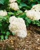 A close-up of white hydrangea flowers with green leaves and a mulched ground in the background. Produktbild-Vorschau