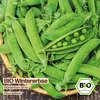 Samenliebe  Erbse Samen | Sima - winterhart & frühe Sorte - Produktbild-Vorschau 4