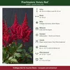 Stauden Gänge 3 x Astilbe arendsii 'Astary Red' im 0,5 Produktbild-Vorschau 9