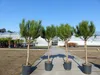 Pinus Pinea Mittelmeerkiefer 180 cm Pinie Kiefer Stamm Produktbild-Vorschau 1