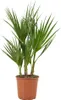 Washingtonia Robusta - Mexikanische Fächerpalme - Palme - Produktbild-Vorschau 1