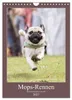 Mops-Rennen (Wandkalender 2027 DIN A4 hoch), CALVENDO Produktbild-Vorschau 1