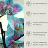 Floravera Premium Orchideen Flüssigdünger 2 x 1 Liter Produktbild-Vorschau 4