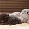 Beeztees: Giocattolo per gatti, peluche a forma di cuore Anteprima dell’immagine prodotto 5