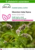 SAFLAX - Mexická máta Nana - Mentha spicata Nane - 500 Náhled obrázku produktu 1