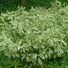 2 x  Hartriegel  - Cornus alba 'Elegantissima'  | 60-80 cm Anteprima dell’immagine prodotto 2