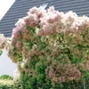 Perückenstrauch ´SMOKEY JOE´ 80-90 cm, kont. 5 l Produktbild-Vorschau 4