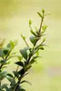 Ilex crenata 'Dark Green', Japanische Stechpalme, ca. 9x9 Produktbild-Vorschau 2