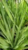 6 x Eryngium yuccifolium - żwirek - doniczka 9 x 9 cm Podgląd zdjęcia produktu 3