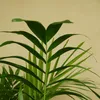 Bloomique - Chamaedorea Elegans - Palmier nain mexicain - Voir les images du produit 4