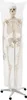 Jago® Menschliches Anatomie Skelett 181.5 cm - inkl. Produktbild-Vorschau 3