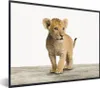 MuchoWow® Gerahmtes Poster Löwe - Junge - Kinder - Jungen - Produktbild-Vorschau 1