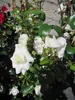 Kletterrose White New Dawn® - Rosa - weiß-zartrosa - Duft++ Produktbild-Vorschau 4