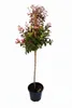 Lagerstroemia 'Rhapsodie in Pink' - Stämmchen - 140–150 cm Produktbild-Vorschau 2