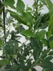 Aufrechte Schleimbeere - Fleischbeere - Sarcococca confusa Produktbild-Vorschau 3