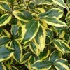2 x  Olivo d'inverno  - Elaeagnus ebbingei 'Gilt Edge'  | Anteprima dell’immagine prodotto 2