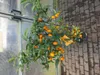Kumquat con frutto 130-160 cm Fortunella margarita Citrus Anteprima dell’immagine prodotto 3