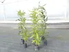Macadamia Macadamia integrifolia Nussbaum 170 - 180 cm Produktbild-Vorschau 1
