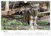 Unsere Wölfe - Ein Wildtier kehrt zurück (Wandkalender 2027 Produktbild-Vorschau 8