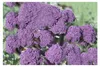 Broccoli Early Purple Sprouting 4.1g Saatgut von Living Produktbild-Vorschau 2