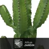 Euphorbe eritrea - cowboy cactus - ↕ 170-190 cm - ⌀ 30 cm - Voir les images du produit 2
