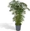 Polyscias fruticosa - aralia - Ø21cm - Ø75cm - tropikalna Podgląd zdjęcia produktu 1