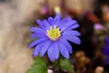 Anemone blanda 'Blue Shades', Balkan-Windröschen, blau, ca. Produktbild-Vorschau 4