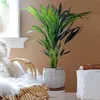 Kentia Palme - Howea forsteriana - Höhe 90-100cm - ⌀18cm Produktbild-Vorschau 6
