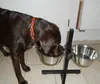 PETS COLLECTION Hundenäpfe + höhenverstellbarer Napfständer Produktbild-Vorschau 16
