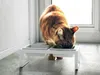 Ciotola per cibo Yamazaki ciotola per acqua per cani gatti Anteprima dell’immagine prodotto 4