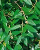 Viburnum 'Pragense', immergrün, 80–100 cm Produktbild-Vorschau 14