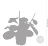 Bloomique - Maranta Tricolor - Roślina modlitewna - Roślina Podgląd zdjęcia produktu 5