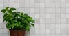 Mosani MOS36-0106, Mosaik, Marmor, Drinnen, Rechteck, 305 Produktbild-Vorschau 2