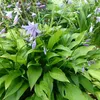 6 kusů rostliny Hartlelie lancifolia (Hosta lancifolia) | Náhled obrázku produktu 2