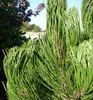 Schlangenhaut-Kiefer ´COMPACT GEM´ 30-40 cm, Cont. 2 l Produktbild-Vorschau 5