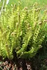 Stauden Gänge 3 x Dryopteris affinis 'Crispa' im 1 Liter Produktbild-Vorschau 5