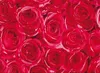Klebefolie - Möbelfolie - rote Rosen - Dots -  45 cm x 200 Produktbild-Vorschau 1