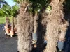 XXXXL 240 cm Trachycarpus fortunei 120 cm Stamm Hanfpalme, Produktbild-Vorschau 2